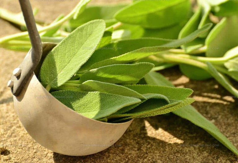 What Does Sage Taste Like? Unfolding This Herb's Unique Flavor
