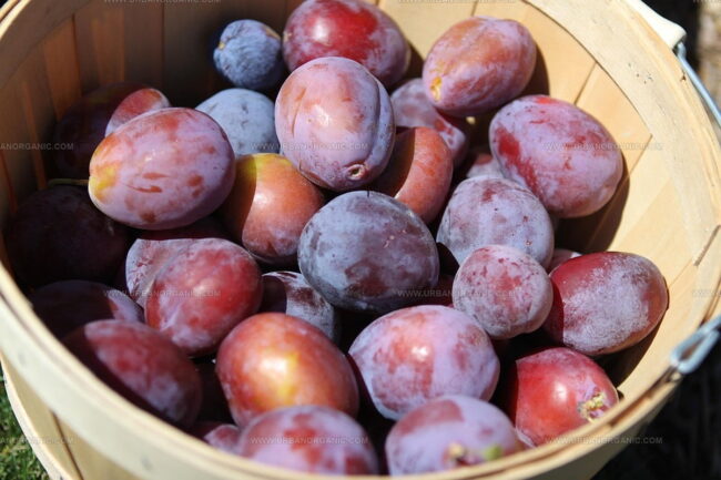 Taste of Prunes