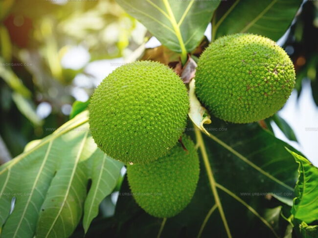 What Is Breadfruit?