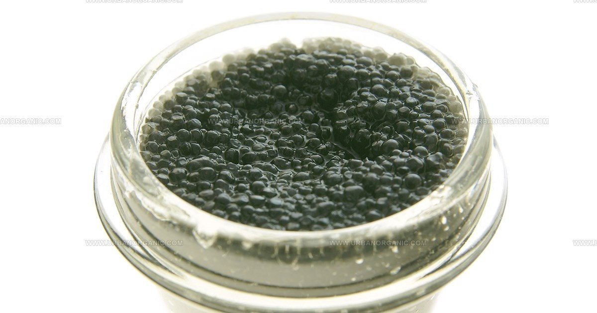 36 Most Essential Fish Products for Your Aquatic Needs