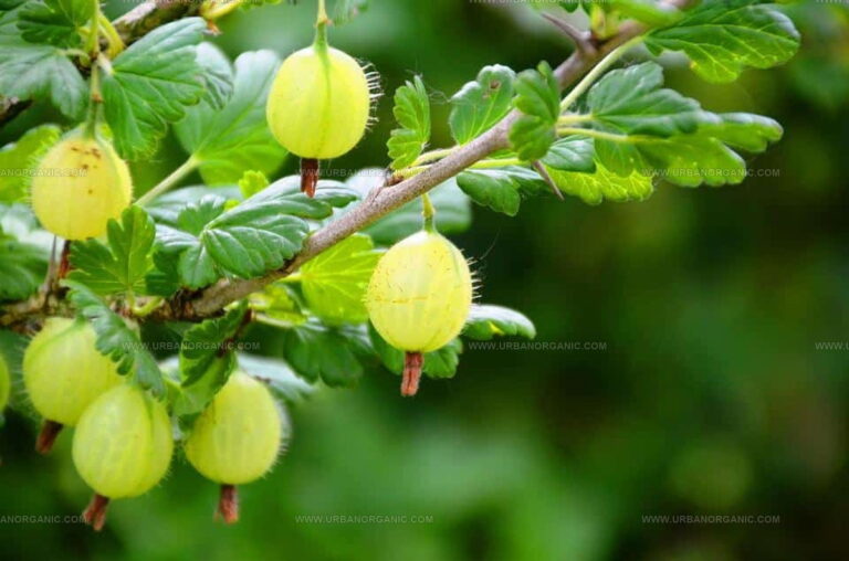 What Do Gooseberries Taste Like? Tart Gems with a Sweet Secret