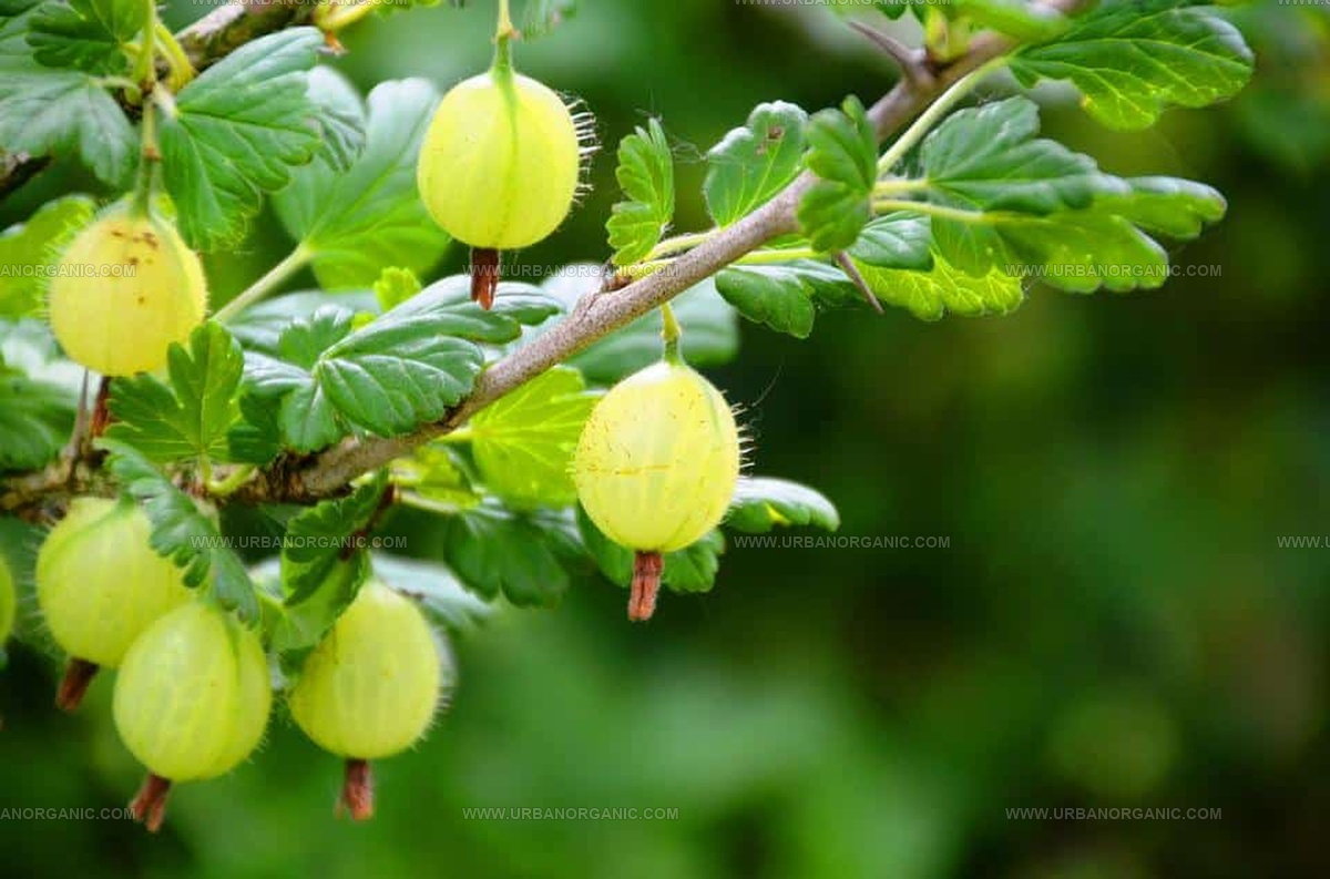 What Do Gooseberries Taste Like? Tart Gems with a Sweet Secret