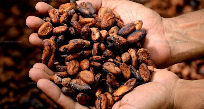 What Is Cacao?