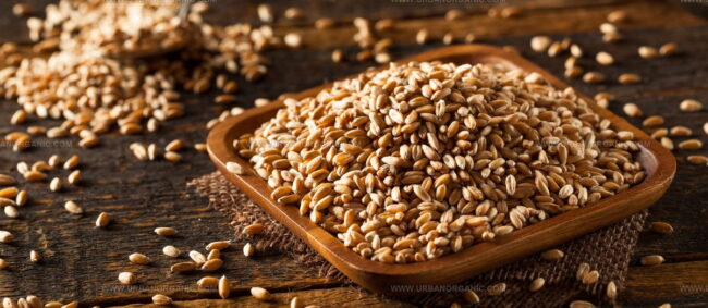 Farro Di Monteleone Di Spoleto