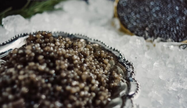 Sterlet Caviar