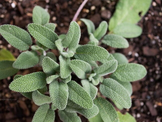 What Is in Sage Leaves?
