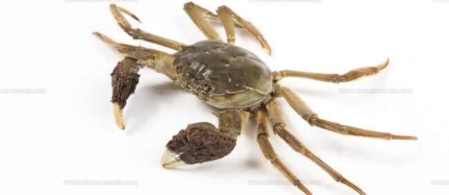 Chinese Mitten Crab (Da Zha Xie)