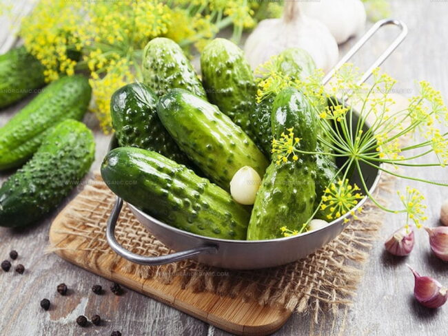 Cucumbers: The Crisp Food to Explore