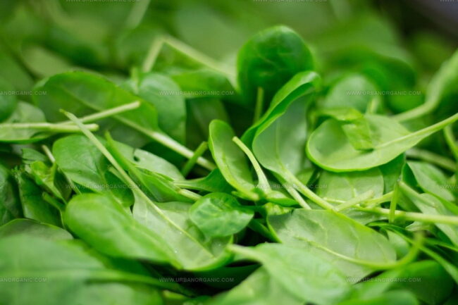 Types of Spinach Leaves