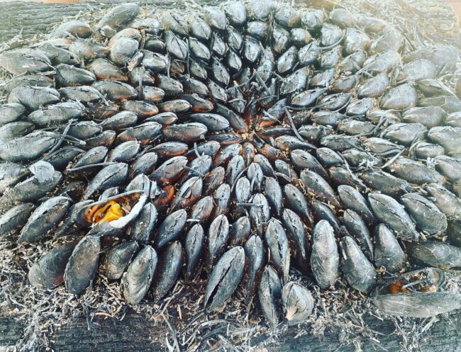 Eclade De Moules