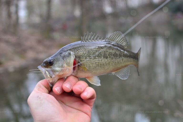 What Does Perch Taste Like? Let Your Taste Buds Discover