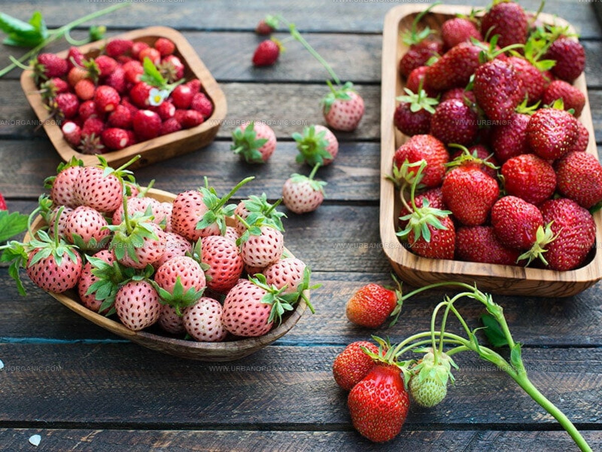 Raspberries or Strawberries: Berry Showdown Begins