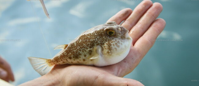 Fugu