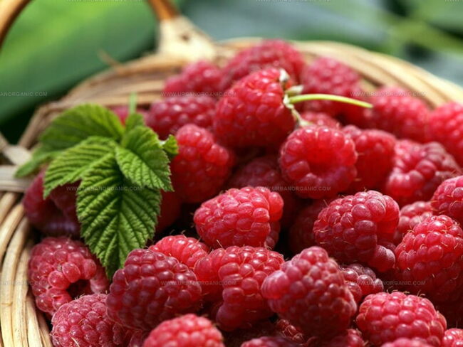 Exploring Raspberry Fruits
