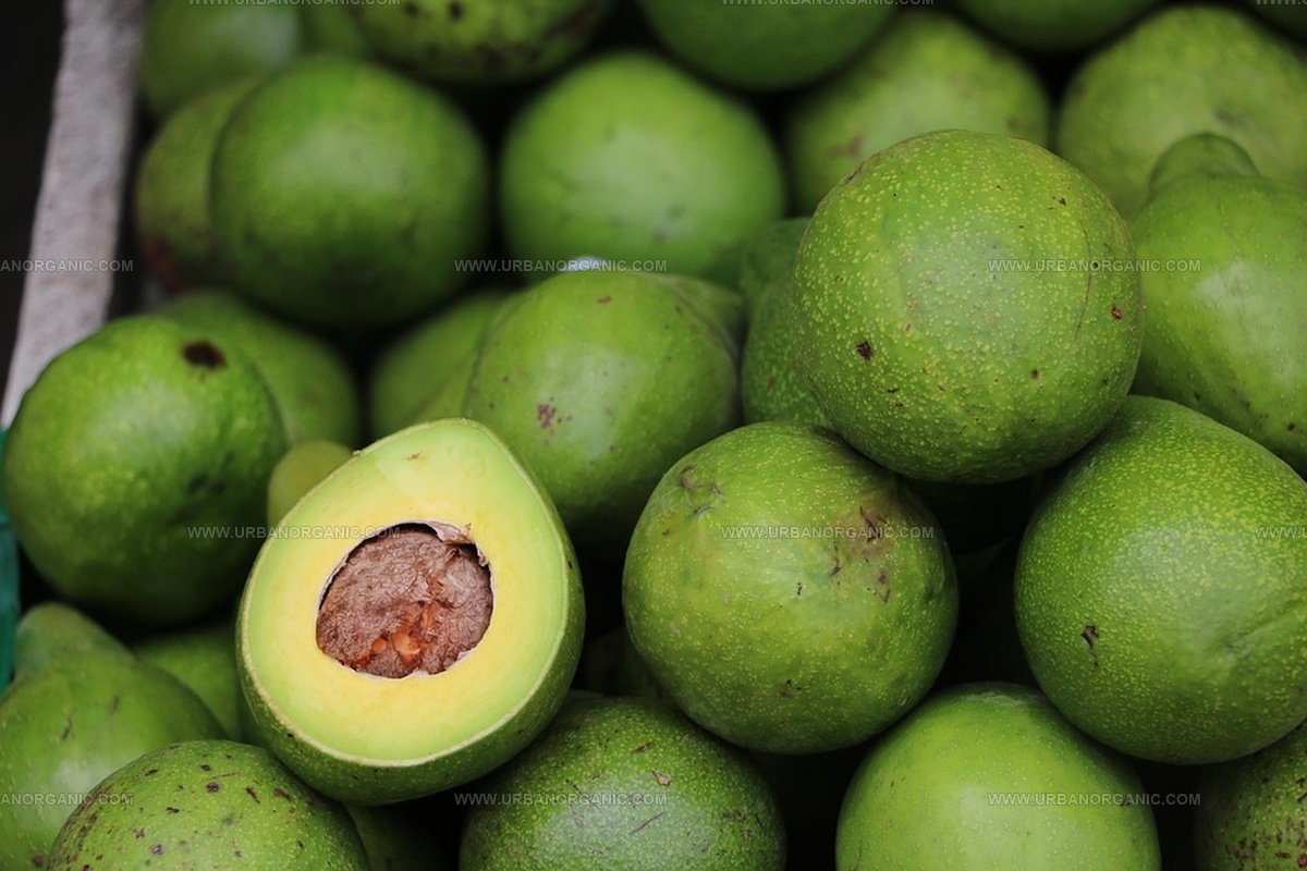 What Do Avocados Taste Like? The Buttery Wonder Explained