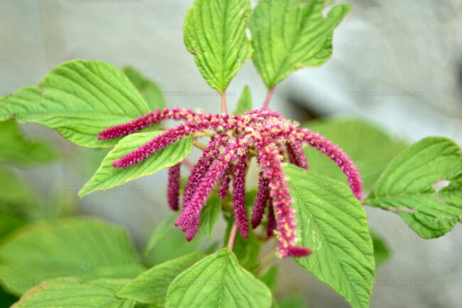 Aromanian Wild Amaranth
