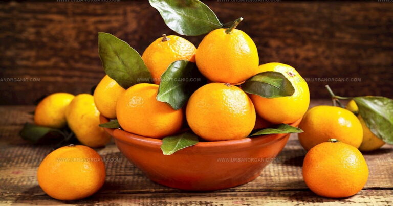 29 Juicy Seasonal Greek Fruits You Need to Taste