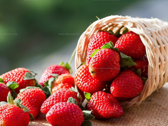 Discover Strawberries: A Complete Guide